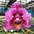 Phalaenopsis MIki Gorgeous (peloric)