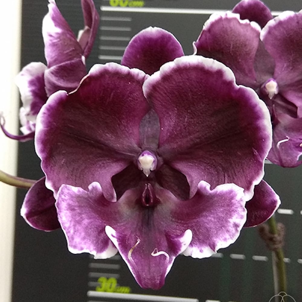 Phalaenopsis Miki Baroque '436' - Velká pysk