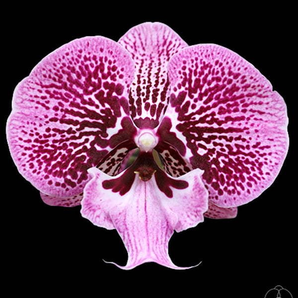 Phalaenopsis Miki Black Witch '74' (big lip)