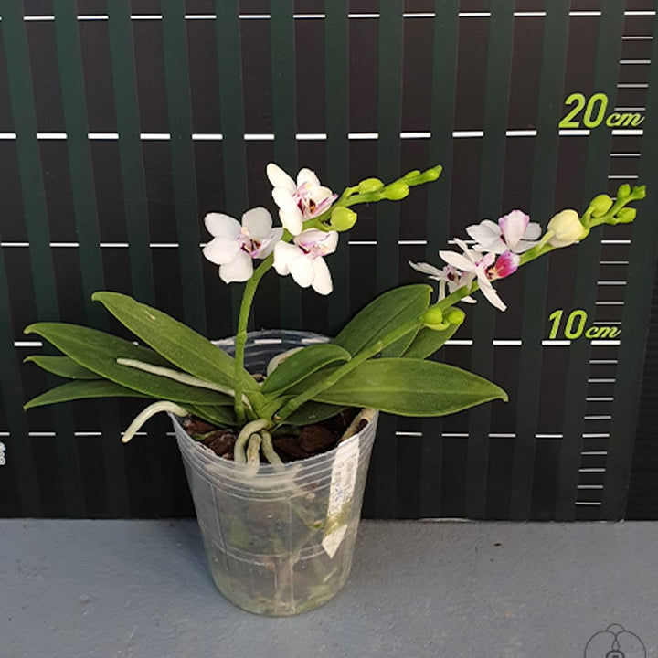 Phalaenopsis Miki Micparishii