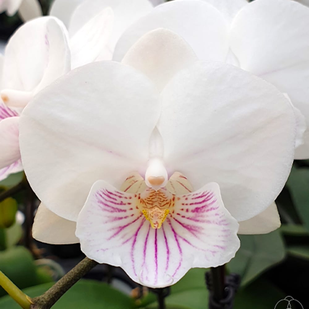 Phalaenopsis SOGO '5545' (Big Lip)