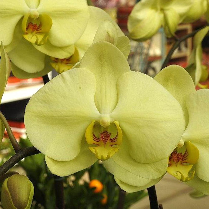 Phalaenopsis Star Green Beauty