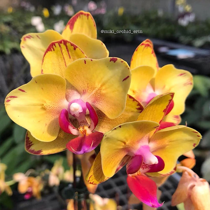 Phalaenopsis Sweet Girl (peloric)