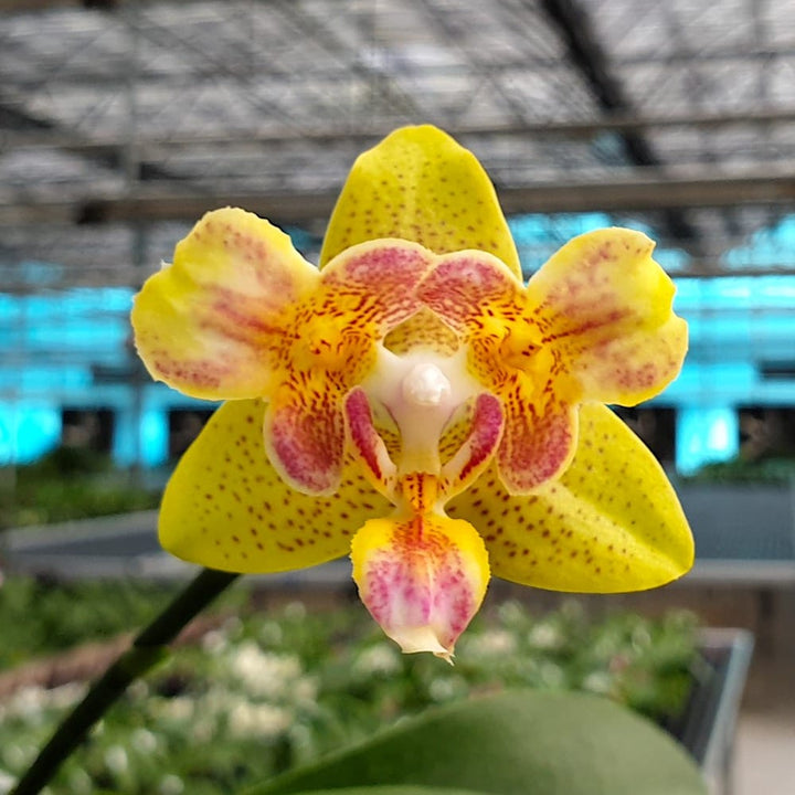 Phalaenopsis Yaphon Perbalm