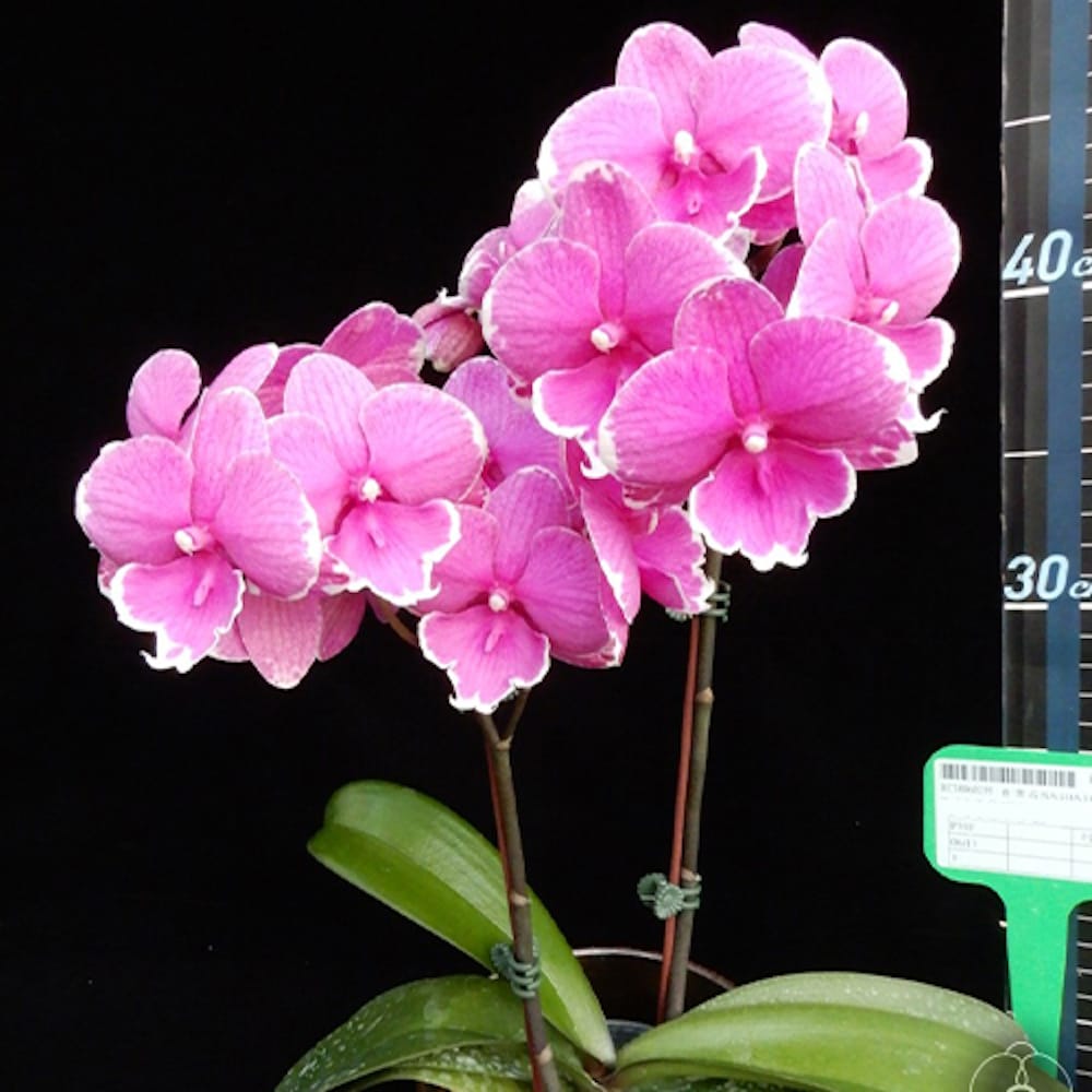 Phalaenopsis Younghome Pinying '0792'