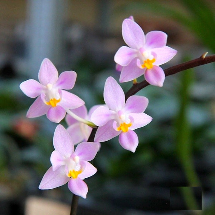 Phalaenopsis equestris 'Mauve'