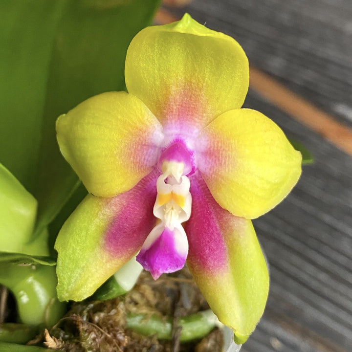 Phalaenopsis KS Happy Eagle