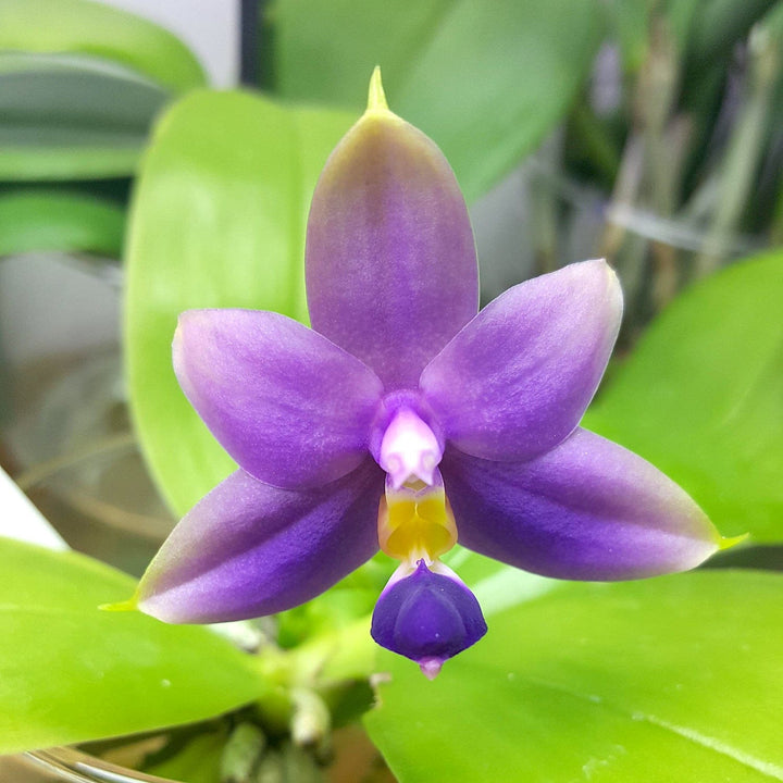 Phalaenopsis Samera var. blue (bellina × violacea)