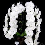 Phalaenopsis Charming Snow '0410' - big lip