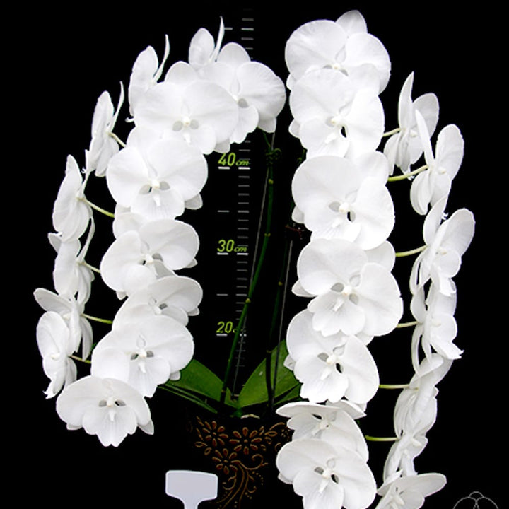 Phalaenopsis Charming Snow '0410' - big lip