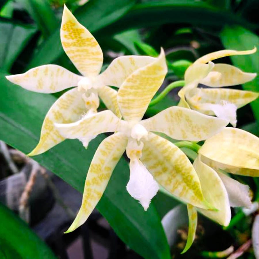Phalaenopsis hieroglyphica var. flava