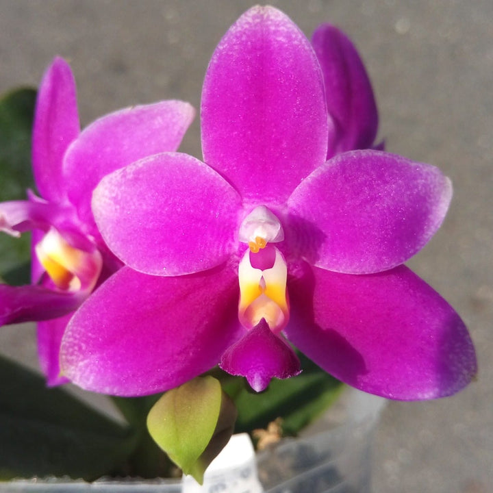 Phalaenopsis violacea var. indigo red 'MIKI'