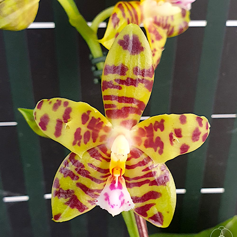 Phalaenopsis Aber Ambo 'Chartreuse' (peloric - butterfly) parfumata ...
