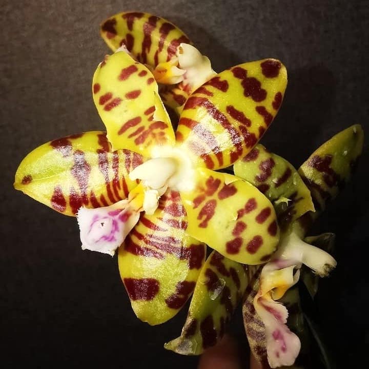 Phalaenopsis Aber Ambo 'Chartreuse' (peloric - butterfly) parfumata ...