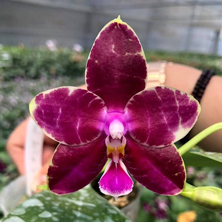 Phalaenopsis Ailiao Princess Gelb