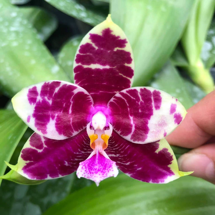 Phalaenopsis Ailiao Princess Gelb