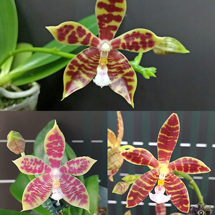 Phal. Almanis