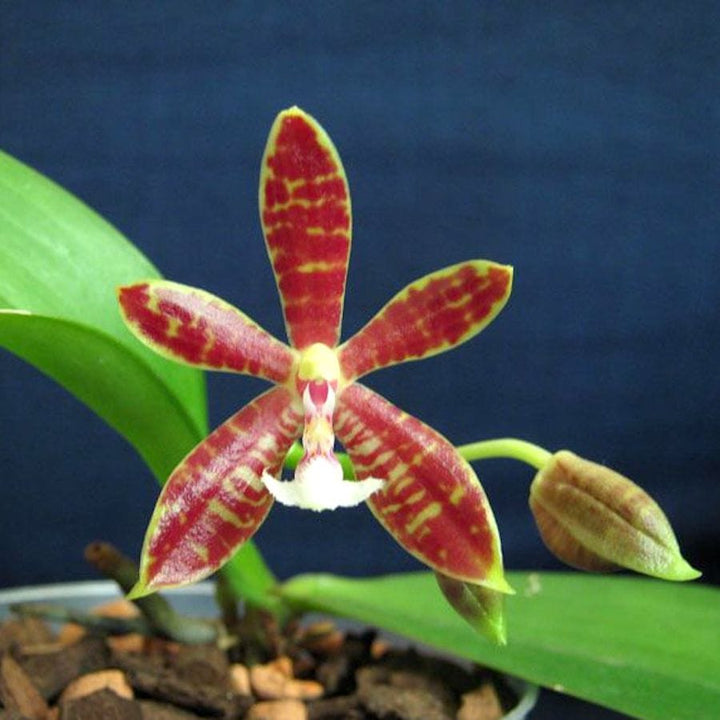 Phal. Almanis