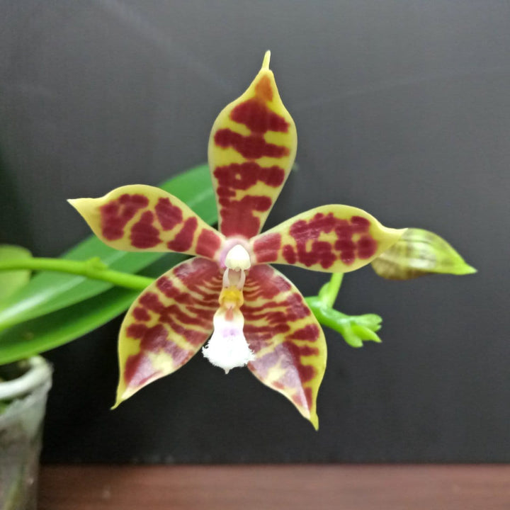 Phal. Almanis