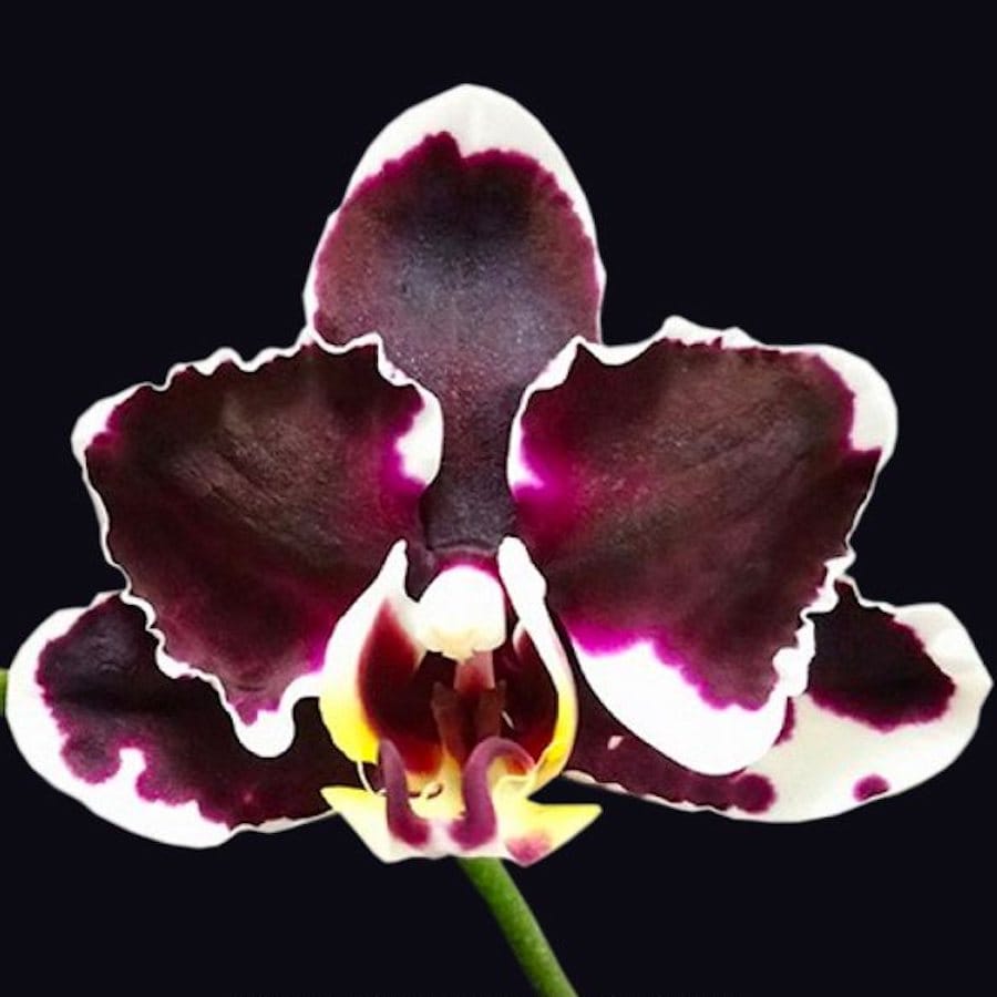 Phalaenopsis Arakaki World Dream 'Black'