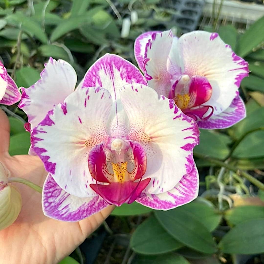 Phalaenopsis Champion Lightning (peloric - butterfly)