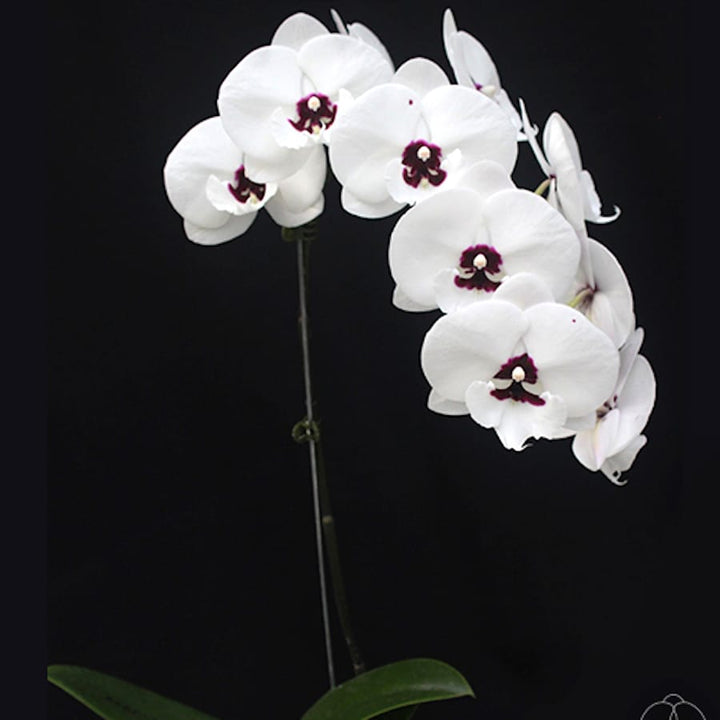 Phalaenopsis Charming Panda '1224'