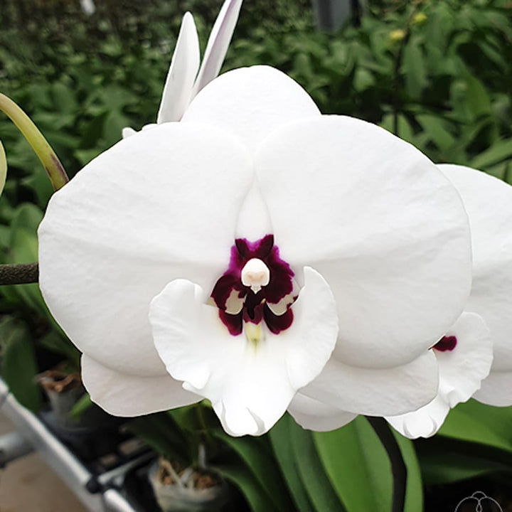 Phalaenopsis Charming Panda '1224'