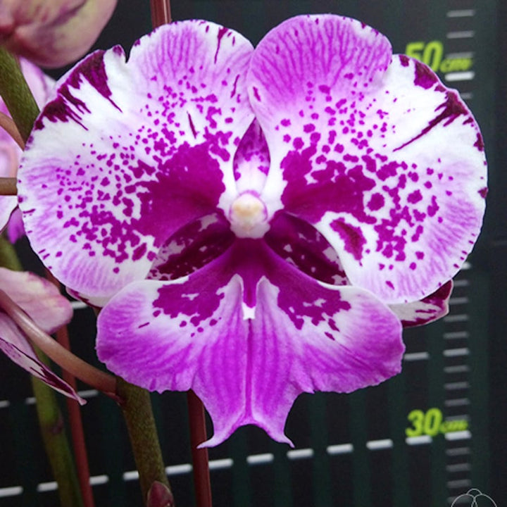 Phalaenopsis Chia-Shing Hot Kiss 'Miki'