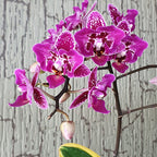 Phalaenopsis Chia E Yenlin (frunze variegate & butterfly)
