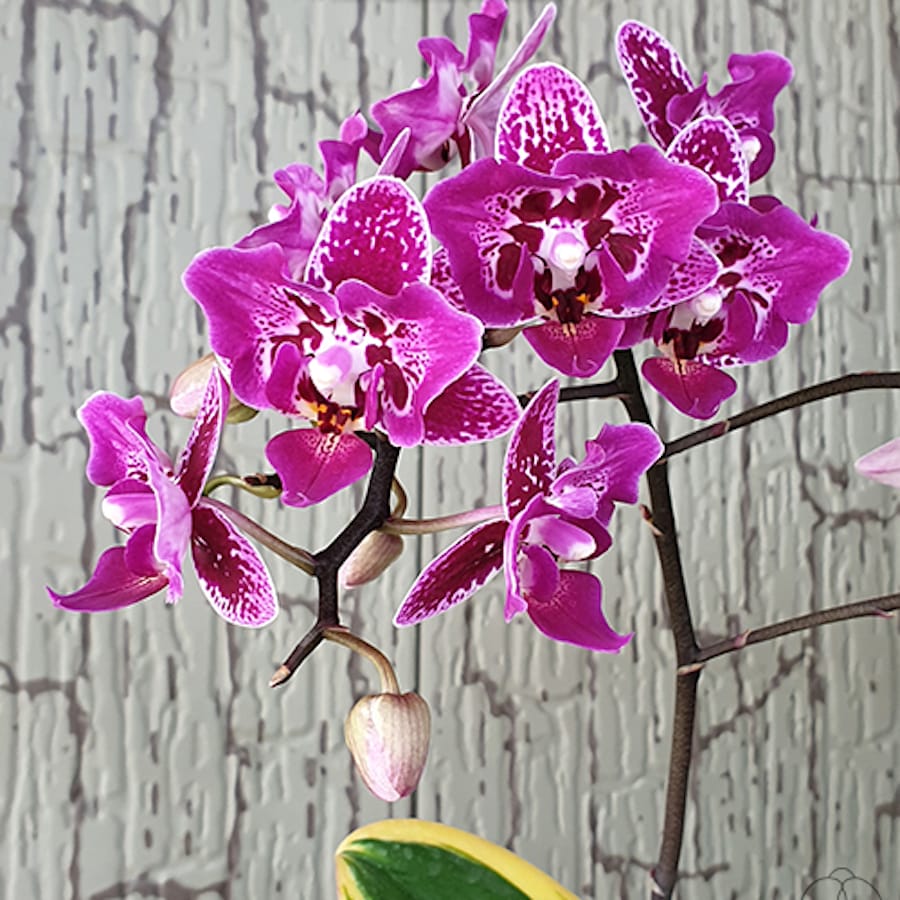 Phalaenopsis Chia E Yenlin (frunze variegate & butterfly)