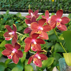 Phalaenopsis Chiada Stacy '607' × Yaphon Perfume