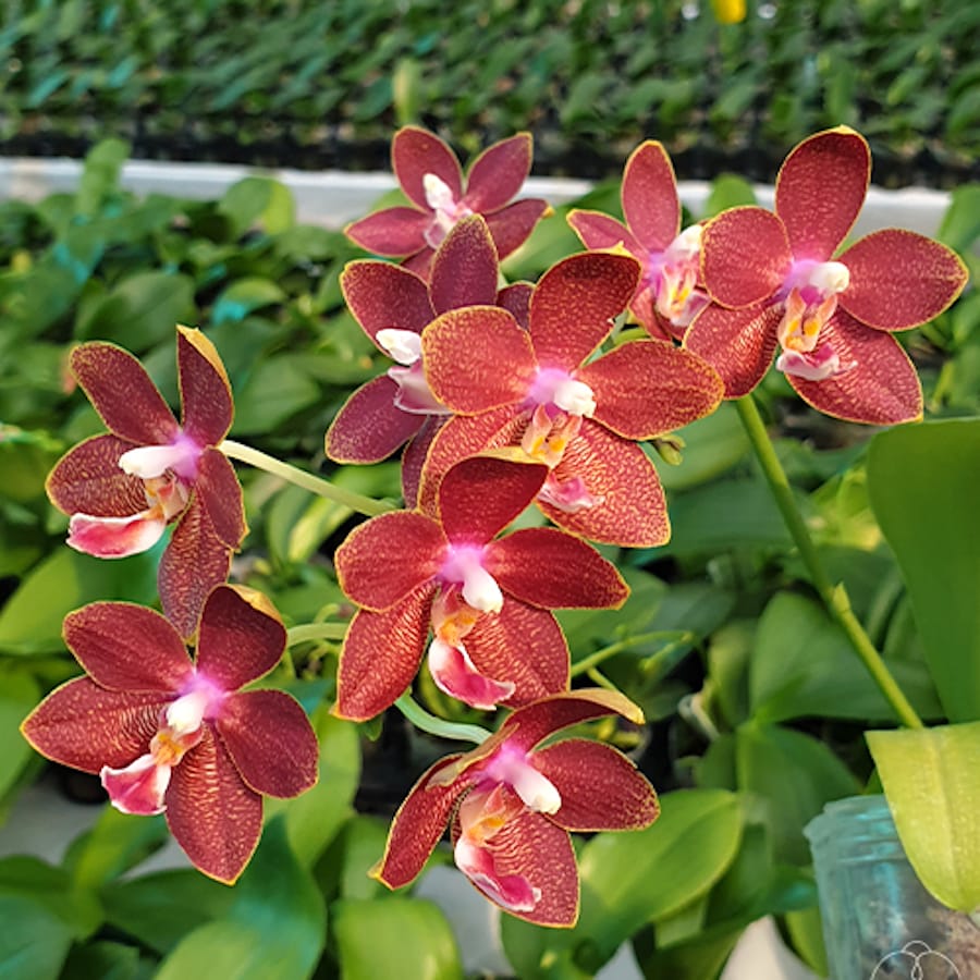 Phalaenopsis Chiada Stacy '607' × Yaphon Perfume