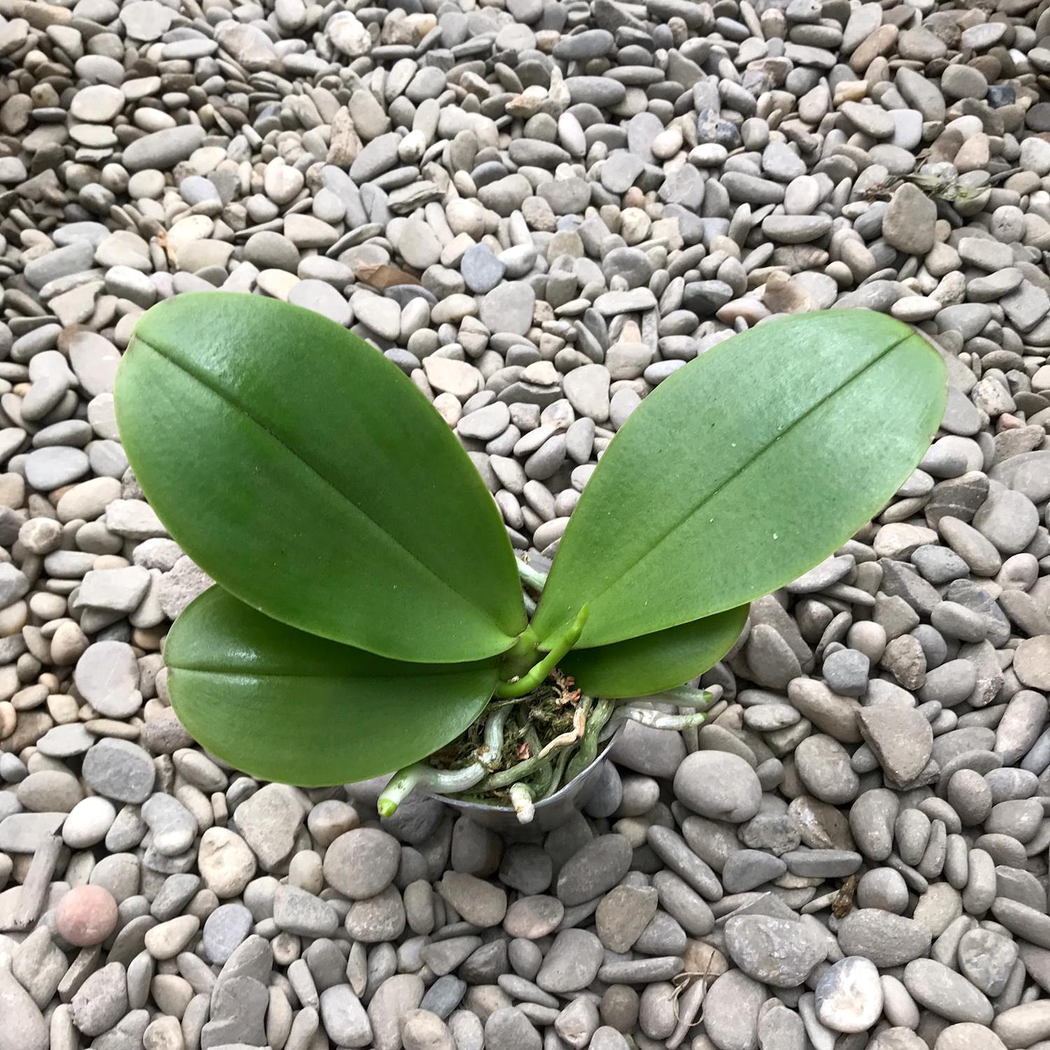 Phalaenopsis Chiada Stacy '607' × Yaphon Perfume