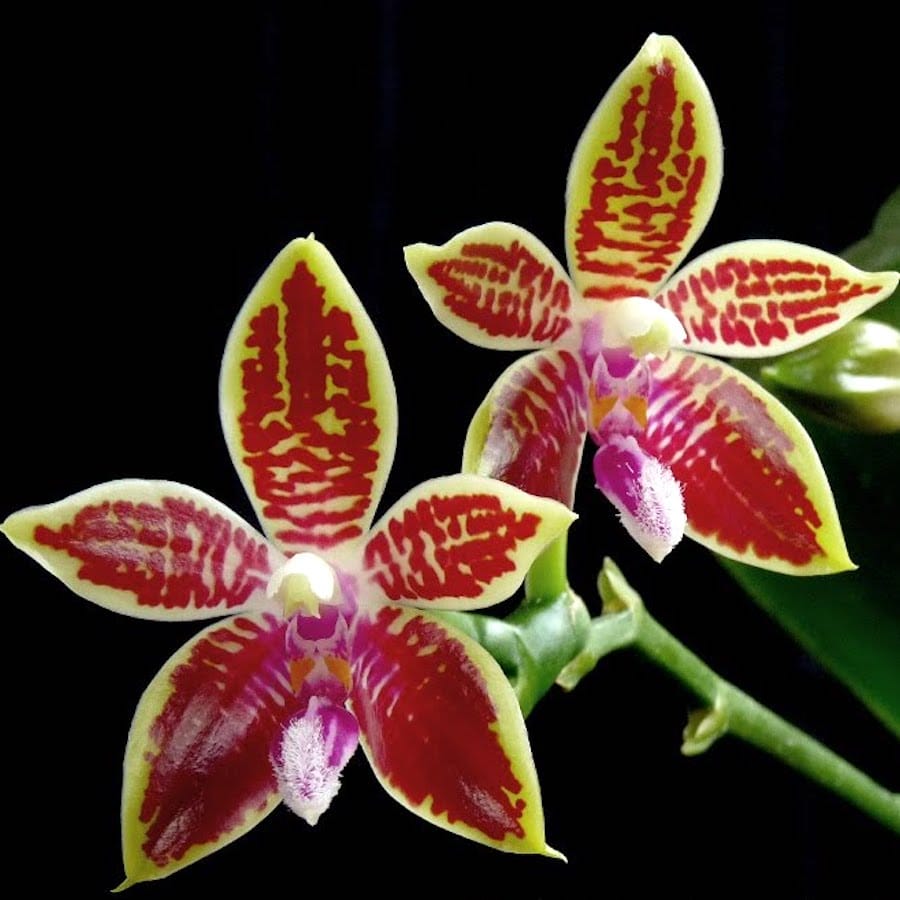 Phalaenopsis Corningiana