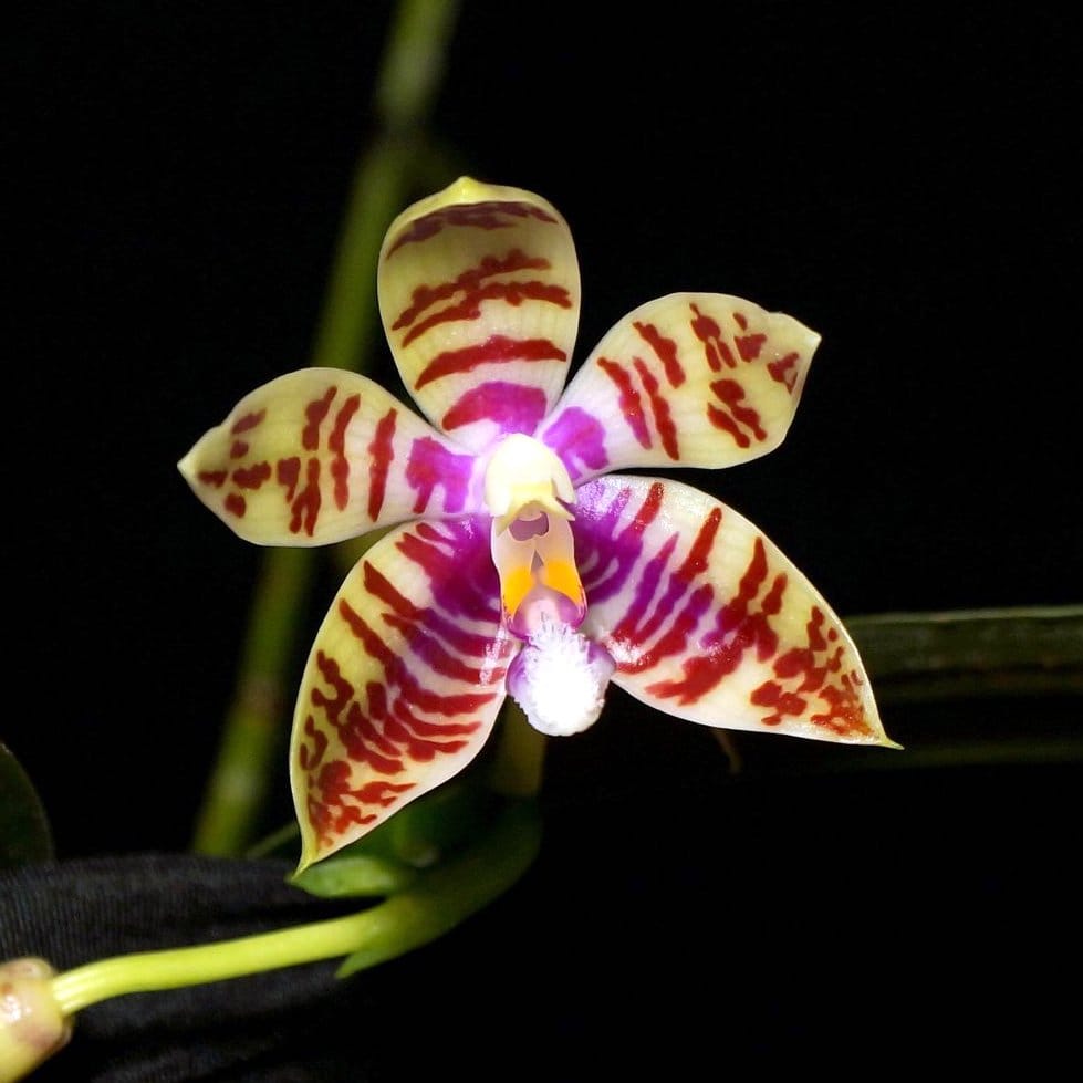 Phalaenopsis Corningiana