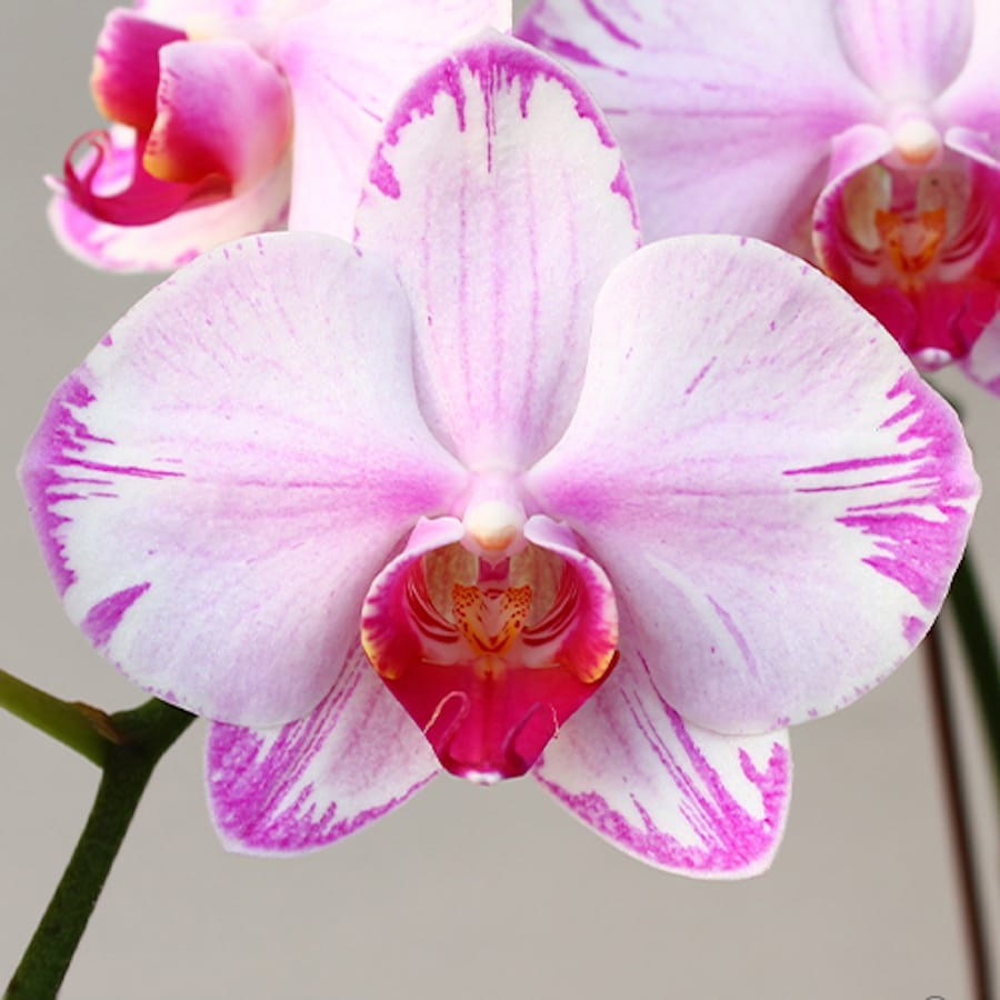 Phal. Fong Tien's Amapearl 'Cone Pearl CL913G'