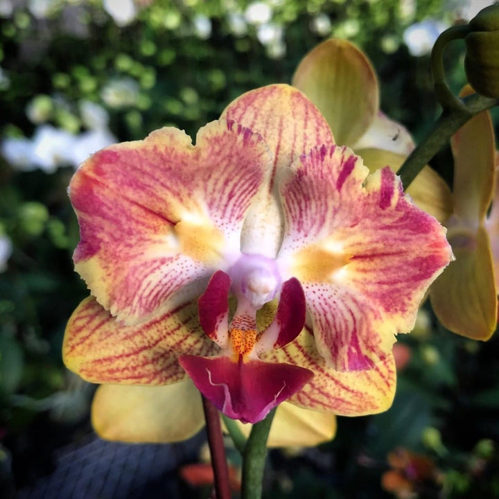 Phalaenopsis Fuller's Gold Stripe '458' (peloric - butterfly)