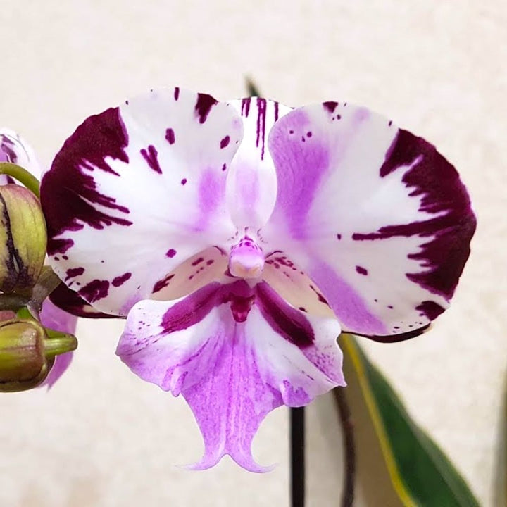 Phalaenopsis Fuller's Master (Big Lip)