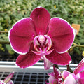 Phalaenopsis Gan Lin Fairy '80407' (flori mari - 9cm) - variation 02