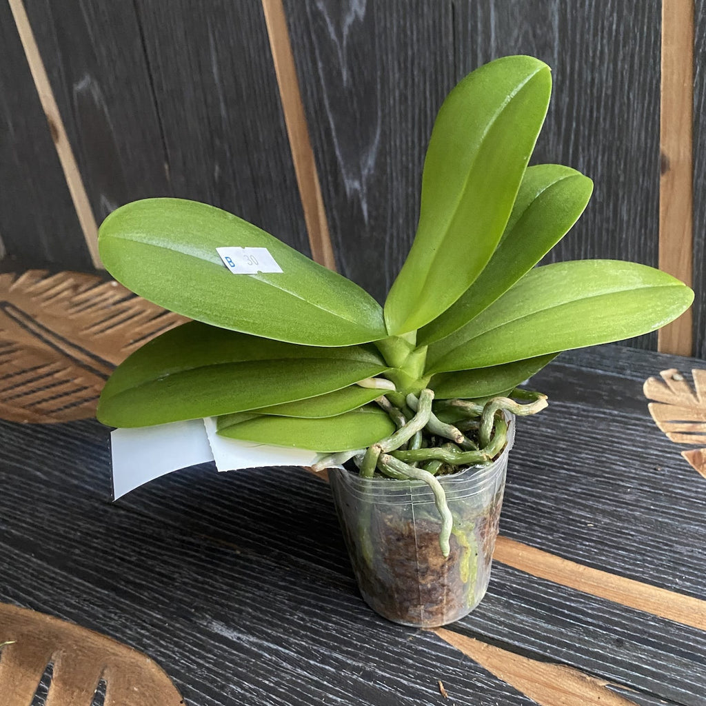 Phalaenopsis Germaine Vincent var. blue × Lioulin Wild Cat