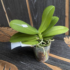 Phalaenopsis Germaine Vincent var. blue × Lioulin Wild Cat