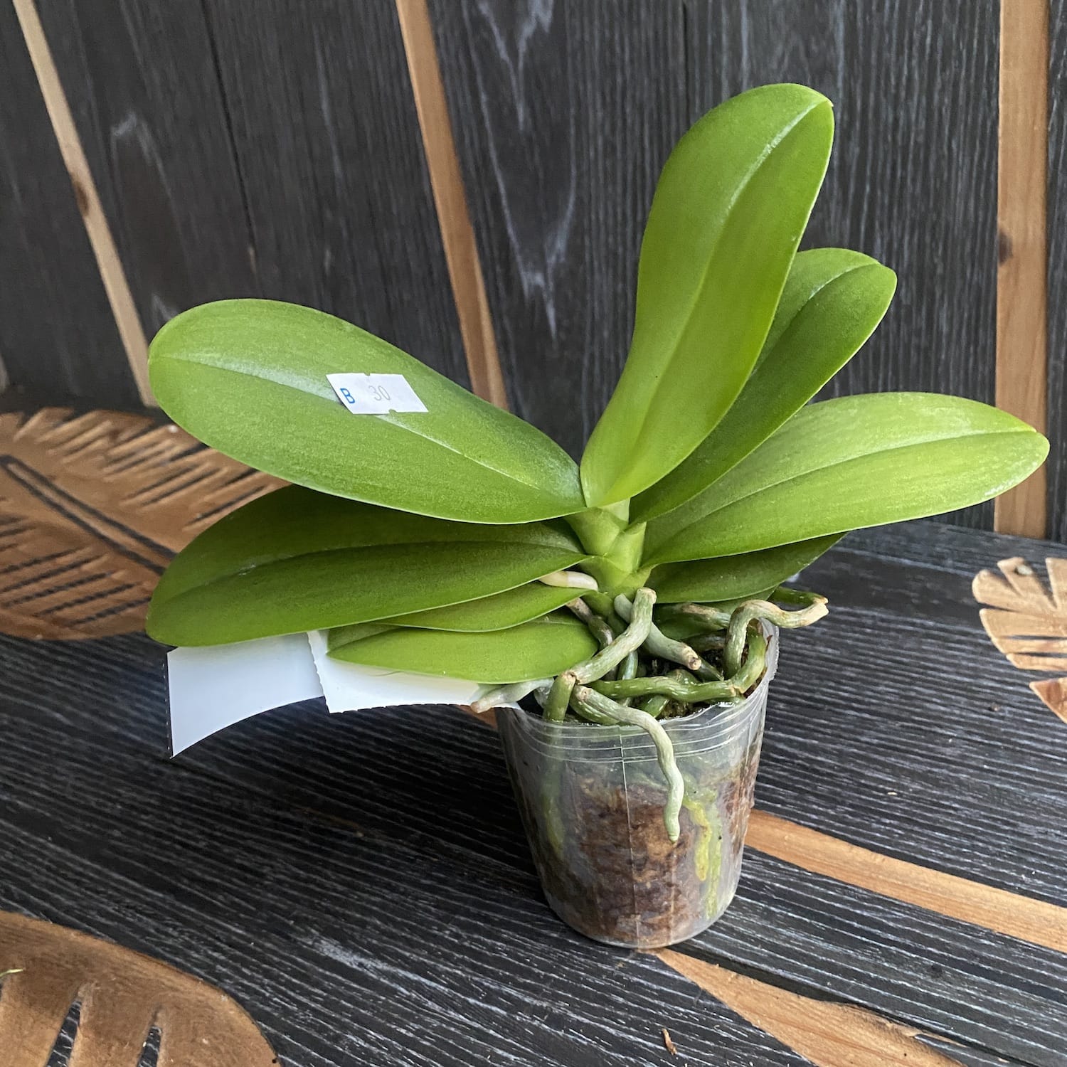 Phalaenopsis Germaine Vincent var. blau × Lioulin Wild Cat