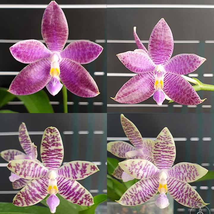 Phalaenopsis Germaine Vincent var. blue × lueddemanniana var. coerulea