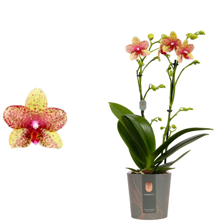 Phalaenopsis Anthura Grosseto (Phalaenopsis Tristar Poeker)