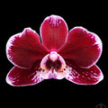 Phalaenopsis Hegel