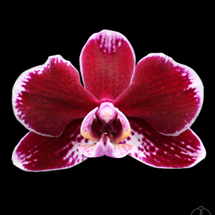 Phalaenopsis Hegel