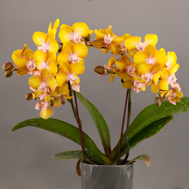 Orchid Phalaenopsis Charming Panda '1224' Floraria Secret Garden (SG)