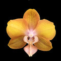 Phalaenopsis Hornglin Sweet Corn