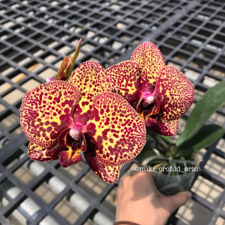 Phalaenopsis I-Hsin Yellow Leopard