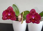 Phalaenopsis I-Hsin Cherry Bomb '228' (peloric - butterfly)